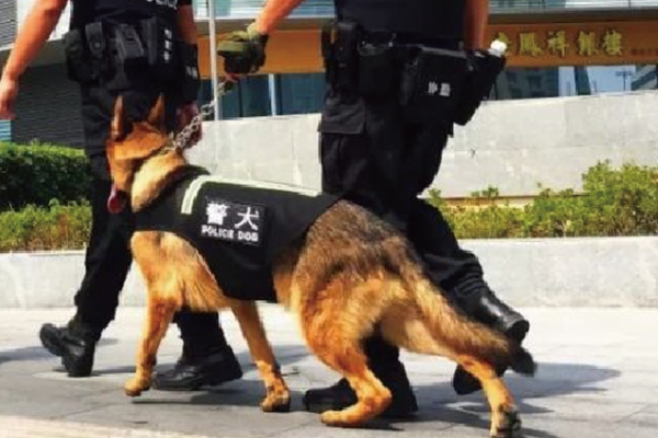 護(hù)衛(wèi)犬