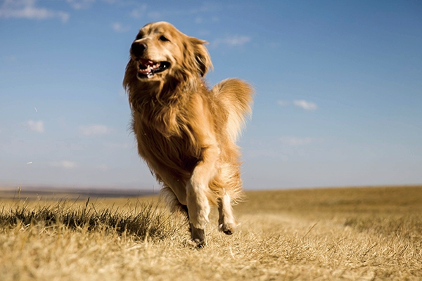 追蹤犬